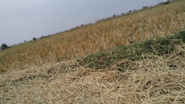Danni alle coltivazioni agricole
