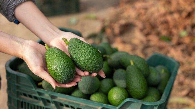 Impianto di avocado di Halaesa in Sicilia
